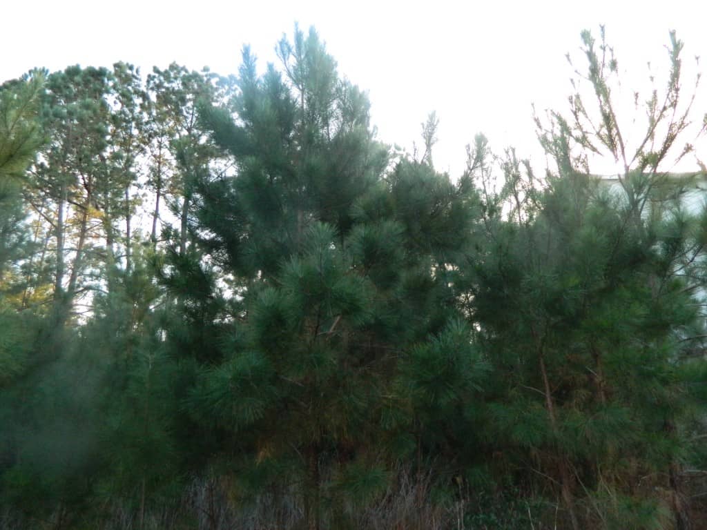 evergreen tree on winter nature scavenger hunt