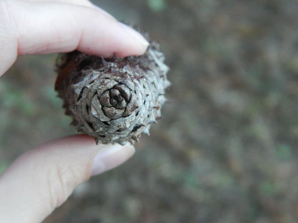 pinecone winter scavenger hunt