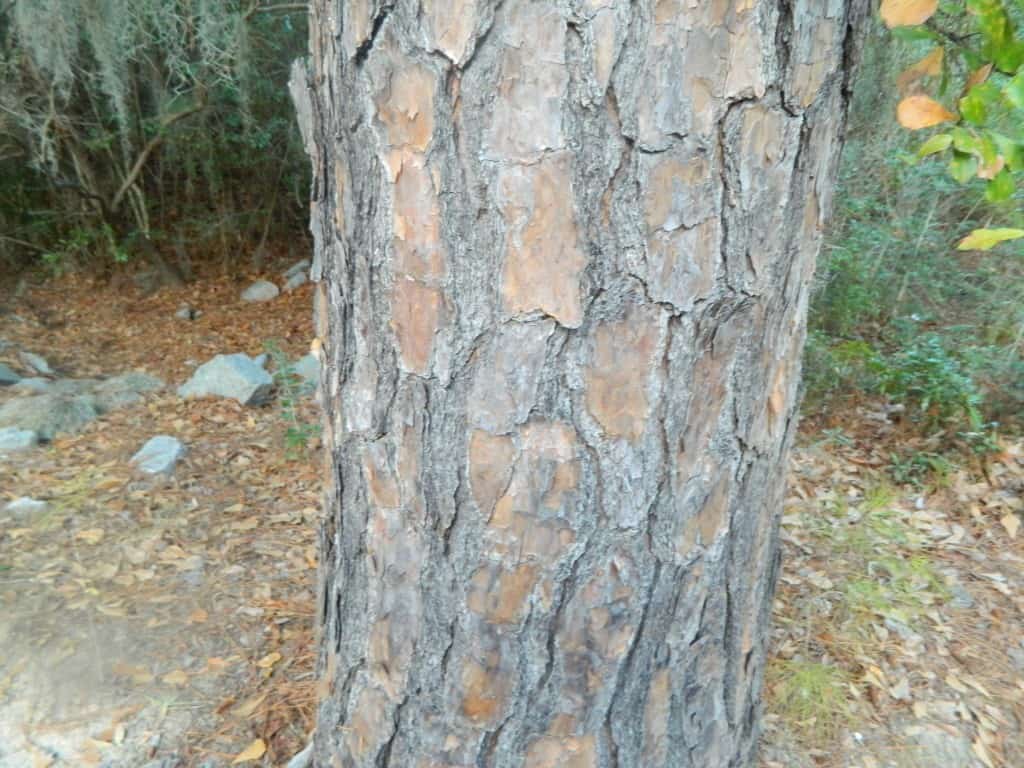 rough bark on winter nature scavenger hunt for preschoolers