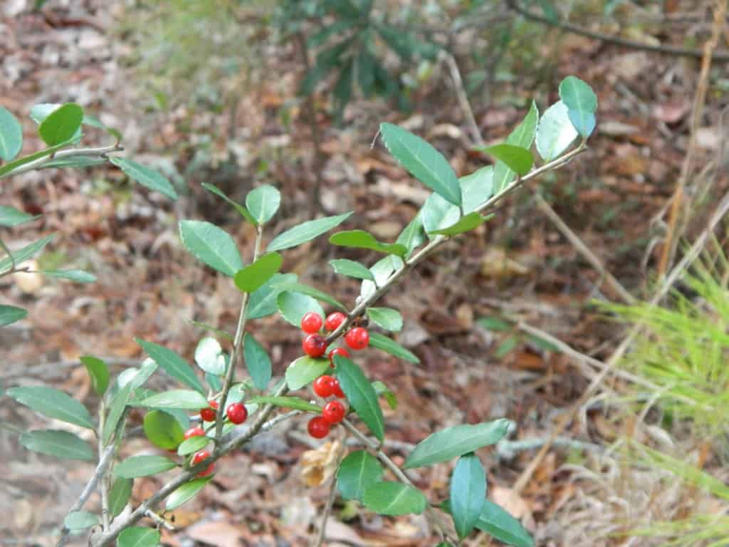 Berries Red Nature Scavenger Hunt