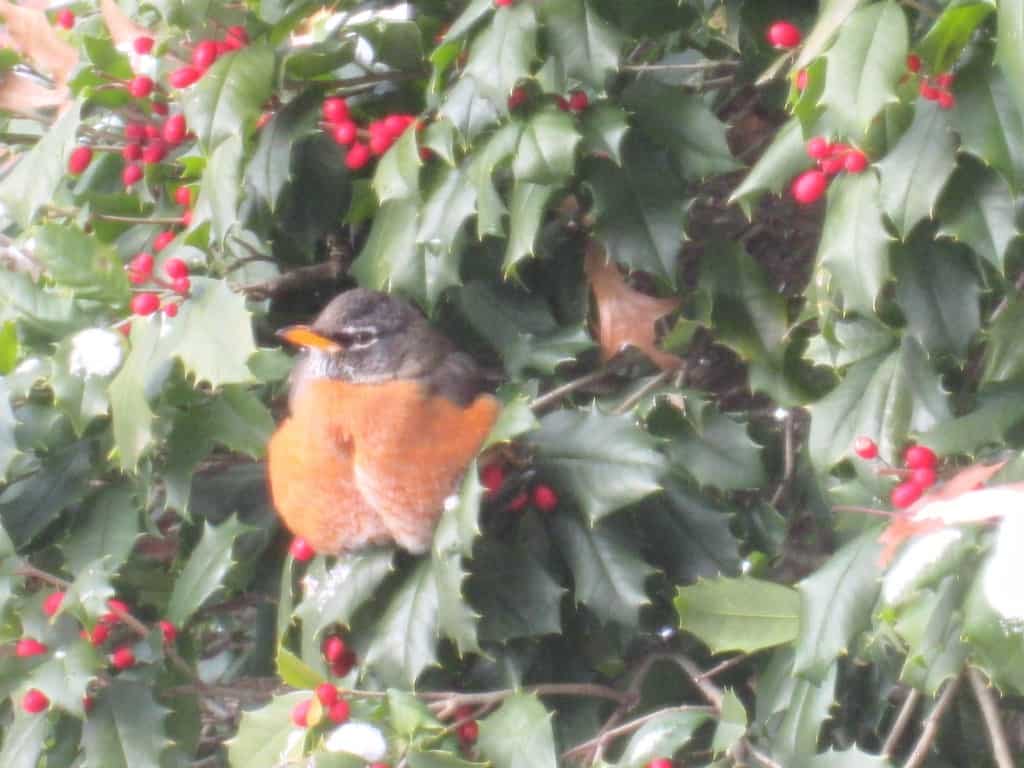 Robin in holly bush