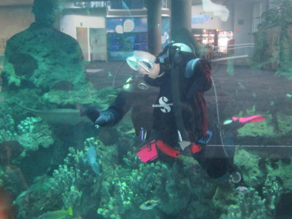 scuba diver in fish tank