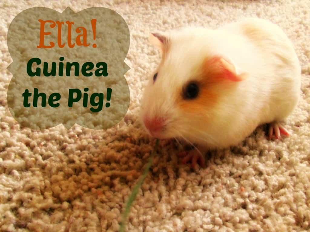 Ella the guinea pig