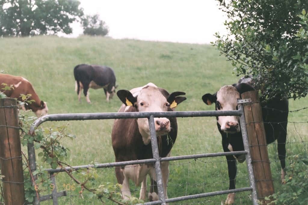Cows grazing in Ireland.