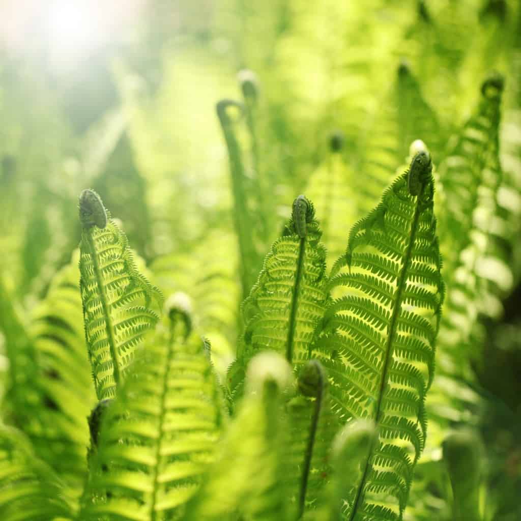 Young fern leaves