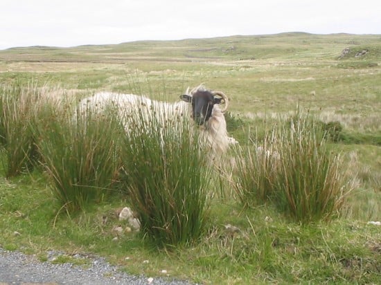 A ram by the side of the road in Ireland.