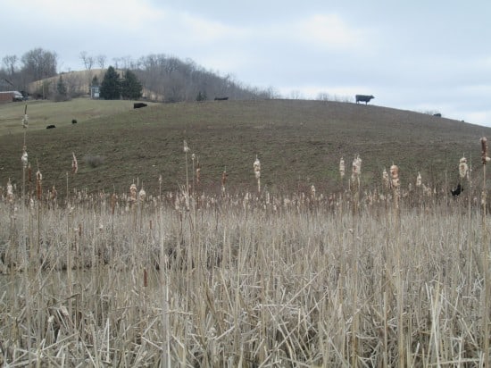 cattle on hillside