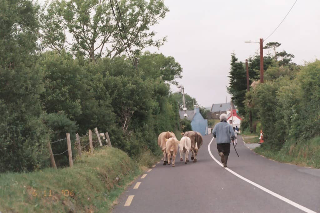Cows running down the road in Ireland.