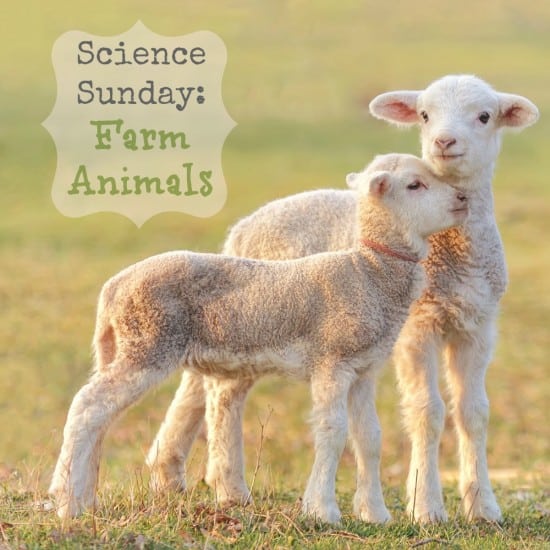 Science Sunday: Farm animals, Two little lambs at eco farm, from Tulcea, Romania.