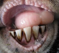 An picture of sheep teeth courtesy of google images.