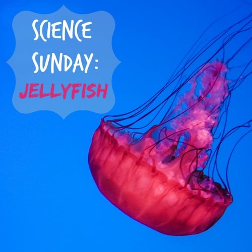 sciencesundayjellyfish