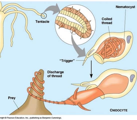 sciencesundayjellyfishnematocyst