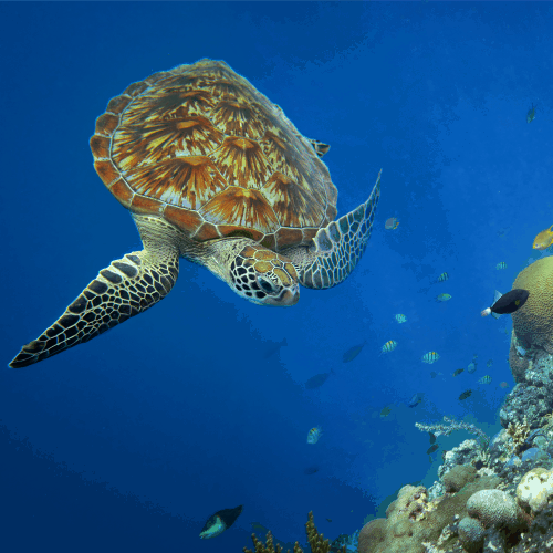 sciencesundyjellyfishseaturtle